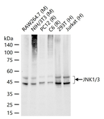 JNK1/JNK3 Antibody in Western Blot (WB)