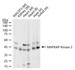 MAPKAPK2 Antibody in Western Blot (WB)