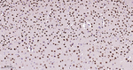 MEF2A/MEF2C Antibody in Immunohistochemistry (Paraffin) (IHC (P))