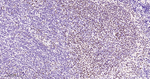 MEF2A/MEF2C Antibody in Immunohistochemistry (Paraffin) (IHC (P))