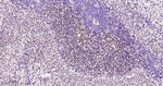 MEF2A/MEF2C Antibody in Immunohistochemistry (Paraffin) (IHC (P))