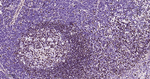 MEF2A/MEF2C Antibody in Immunohistochemistry (Paraffin) (IHC (P))