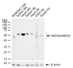 MEF2A/MEF2C Antibody in Western Blot (WB)