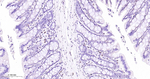 MEF2C Antibody in Immunohistochemistry (Paraffin) (IHC (P))
