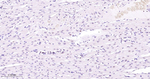 MEF2C Antibody in Immunohistochemistry (Paraffin) (IHC (P))
