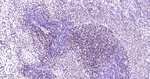MEF2C Antibody in Immunohistochemistry (Paraffin) (IHC (P))