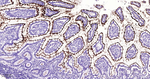 CD10 Antibody in Immunohistochemistry (Paraffin) (IHC (P))