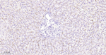 CD10 Antibody in Immunohistochemistry (Paraffin) (IHC (P))