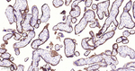CD10 Antibody in Immunohistochemistry (Paraffin) (IHC (P))
