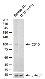 CD10 Antibody in Western Blot (WB)