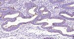 CA125 Antibody in Immunohistochemistry (Paraffin) (IHC (P))