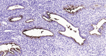 CA125 Antibody in Immunohistochemistry (Paraffin) (IHC (P))