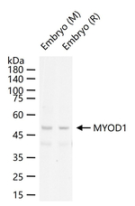 MYOD Antibody in Western Blot (WB)