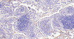 Phospho-Nucleolin (Thr84) Antibody in Immunohistochemistry (Paraffin) (IHC (P))