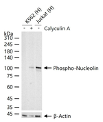 Phospho-Nucleolin (Thr84) Antibody in Western Blot (WB)