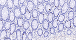 Phospho-Nucleolin (Thr76) Antibody in Immunohistochemistry (Paraffin) (IHC (P))
