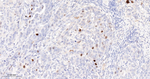 Phospho-Nucleolin (Thr76) Antibody in Immunohistochemistry (Paraffin) (IHC (P))