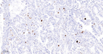 Phospho-Nucleolin (Thr76) Recombinant Rabbit Monoclonal Antibody (3F13)