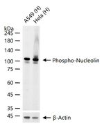 Phospho-Nucleolin (Thr76) Antibody in Western Blot (WB)