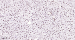 Nucleolin Antibody in Immunohistochemistry (Paraffin) (IHC (P))