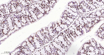 Nucleolin Antibody in Immunohistochemistry (Paraffin) (IHC (P))