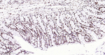 Nucleolin Antibody in Immunohistochemistry (Paraffin) (IHC (P))