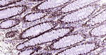 Nucleolin Antibody in Immunohistochemistry (Paraffin) (IHC (P))
