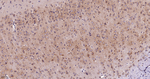 NDUFS4 Antibody in Immunohistochemistry (Paraffin) (IHC (P))