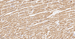 NDUFS4 Antibody in Immunohistochemistry (Paraffin) (IHC (P))