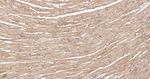 NDUFS4 Antibody in Immunohistochemistry (Paraffin) (IHC (P))