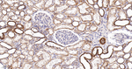 NDUFS4 Antibody in Immunohistochemistry (Paraffin) (IHC (P))