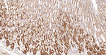 NDUFS4 Antibody in Immunohistochemistry (Paraffin) (IHC (P))