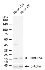 NDUFS4 Antibody in Western Blot (WB)