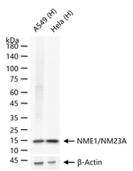 NME1/NME2 Antibody in Western Blot (WB)