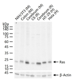 Pan Ras Antibody in Western Blot (WB)