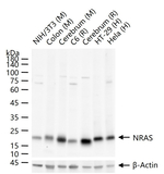 N-Ras Recombinant Rabbit Monoclonal Antibody (3H11)