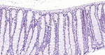 NUP50 Antibody in Immunohistochemistry (Paraffin) (IHC (P))