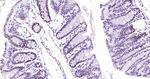 NUP50 Antibody in Immunohistochemistry (Paraffin) (IHC (P))