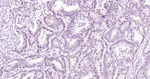 NUP50 Antibody in Immunohistochemistry (Paraffin) (IHC (P))