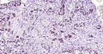NUP50 Recombinant Rabbit Monoclonal Antibody (1C20)