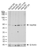 NUP50 Antibody in Western Blot (WB)