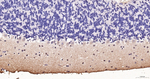 OTX1/2 Antibody in Immunohistochemistry (Paraffin) (IHC (P))