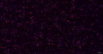 OTX1/2 Recombinant Rabbit Monoclonal Antibody (5A6)