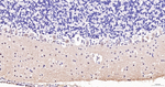 OTX1/2 Antibody in Immunohistochemistry (Paraffin) (IHC (P))