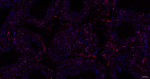 OTX1/2 Antibody in Immunohistochemistry (Paraffin) (IHC (P))