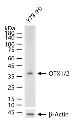 OTX1/2 Antibody in Western Blot (WB)