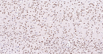 PIAS1/PIAS2 Antibody in Immunohistochemistry (Paraffin) (IHC (P))