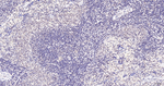 PIAS1/PIAS2 Antibody in Immunohistochemistry (Paraffin) (IHC (P))