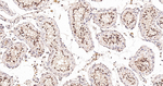 PIAS1/PIAS2 Antibody in Immunohistochemistry (Paraffin) (IHC (P))