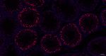 PIAS1/PIAS2 Antibody in Immunohistochemistry (Paraffin) (IHC (P))